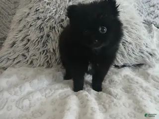 Pomeranian dogs Pomeranian Puppy 1 - Ad 19