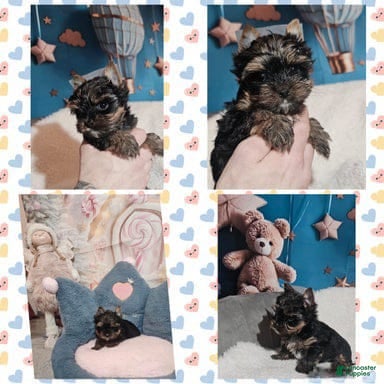 Yorkshire Terrier dogs Louis - Ad 3