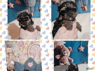 Yorkshire Terrier dogs Louis - Ad 15