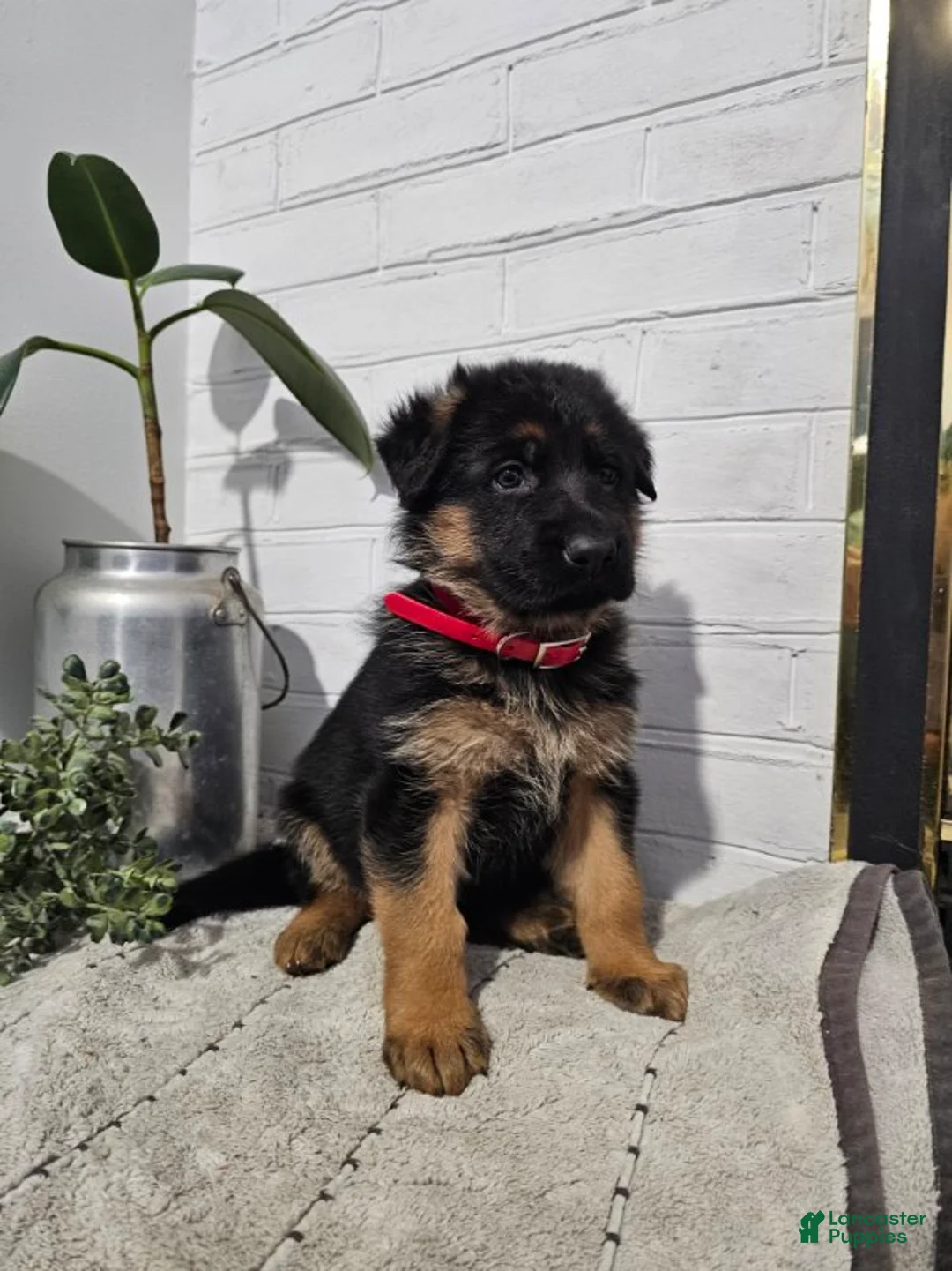 German Shepherd dogs for sale: Raven - Ad 2