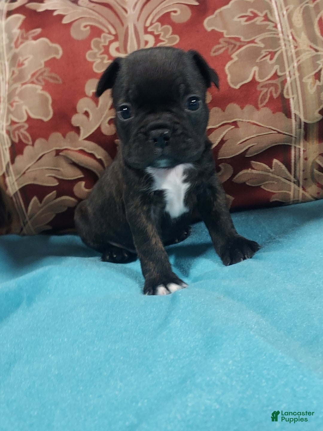 Frenchton dogs for sale: Blake - Ad 15