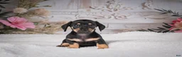 Miniature Dachshund dogs for sale: AKC-Milly - Ad 3
