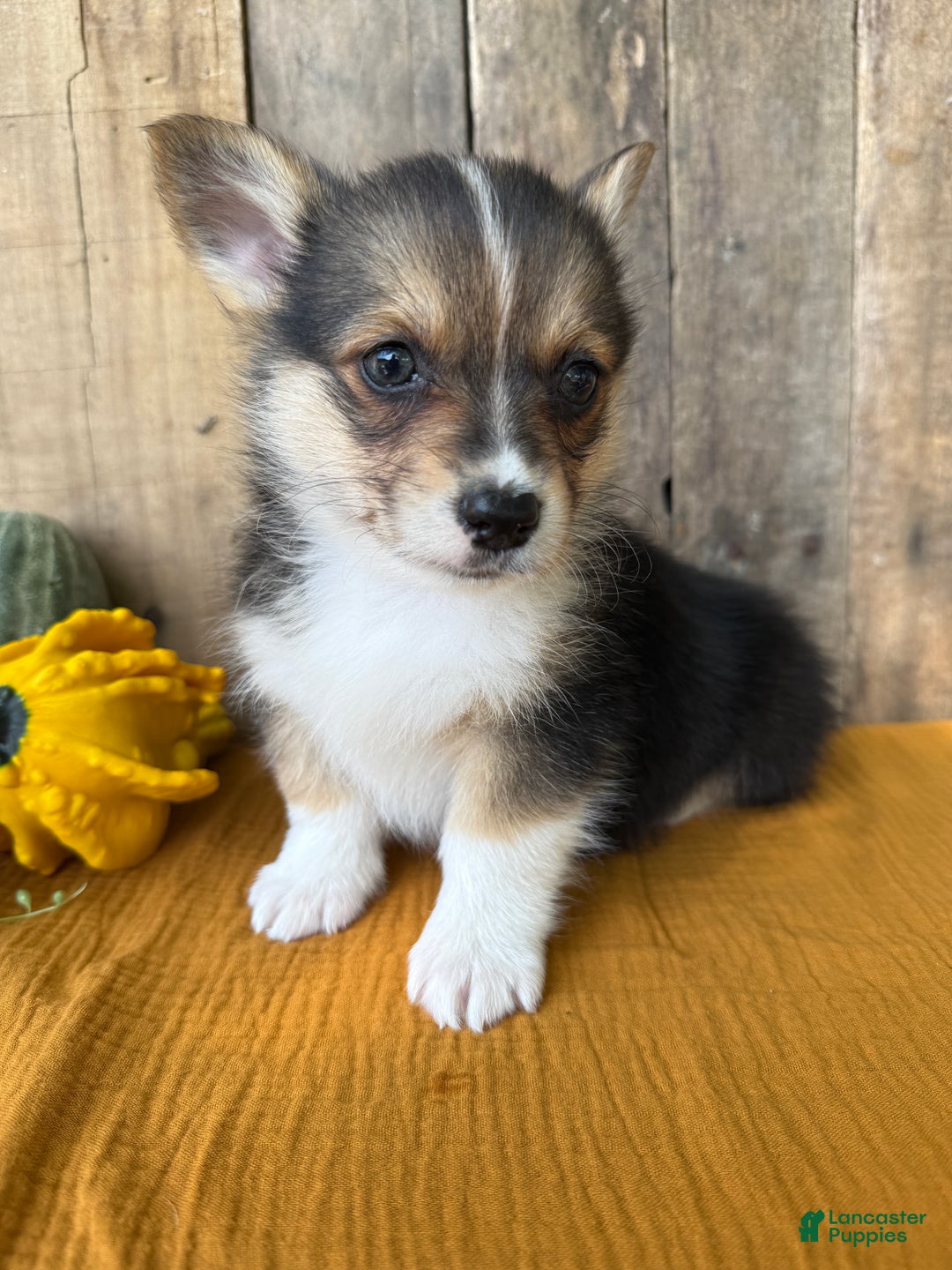 Welsh Corgi Pembroke dogs for sale: Jesse - Ad 6