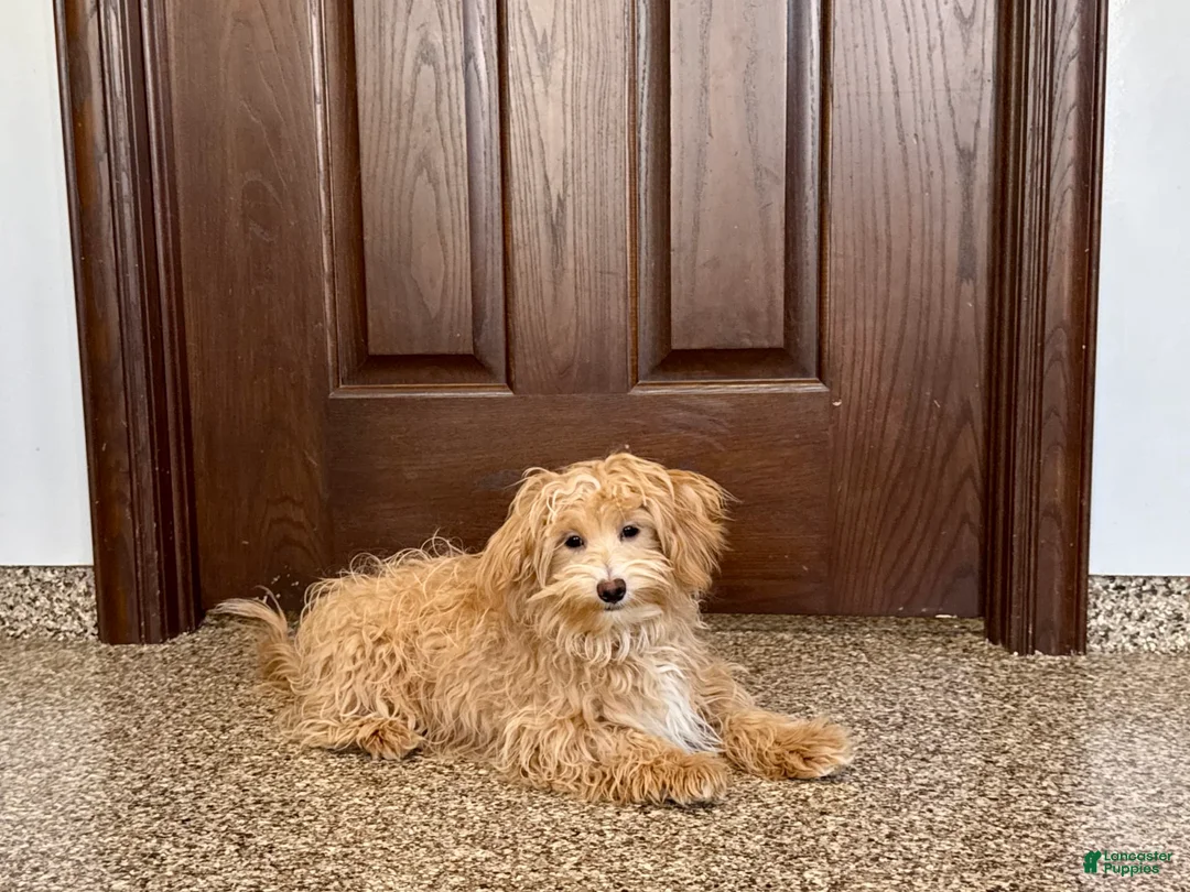 Maltipoo dogs for sale: Quinn - Ad 2