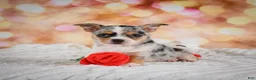 Chihuahua dogs for sale: Beatrix - Ad 12
