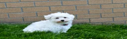 Maltese dogs for sale:  Jaden - Ad 4