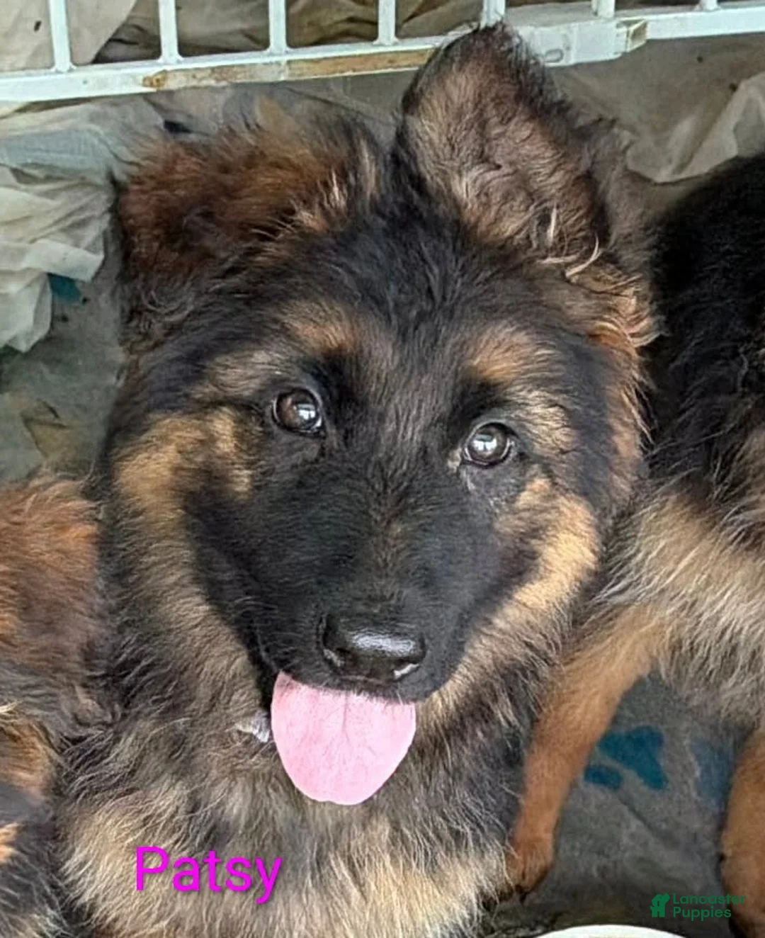 German Shepherd dogs for sale: Patsy-Female - Ad 1