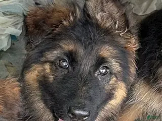 German Shepherd dogs Patsy-Female - Ad 30