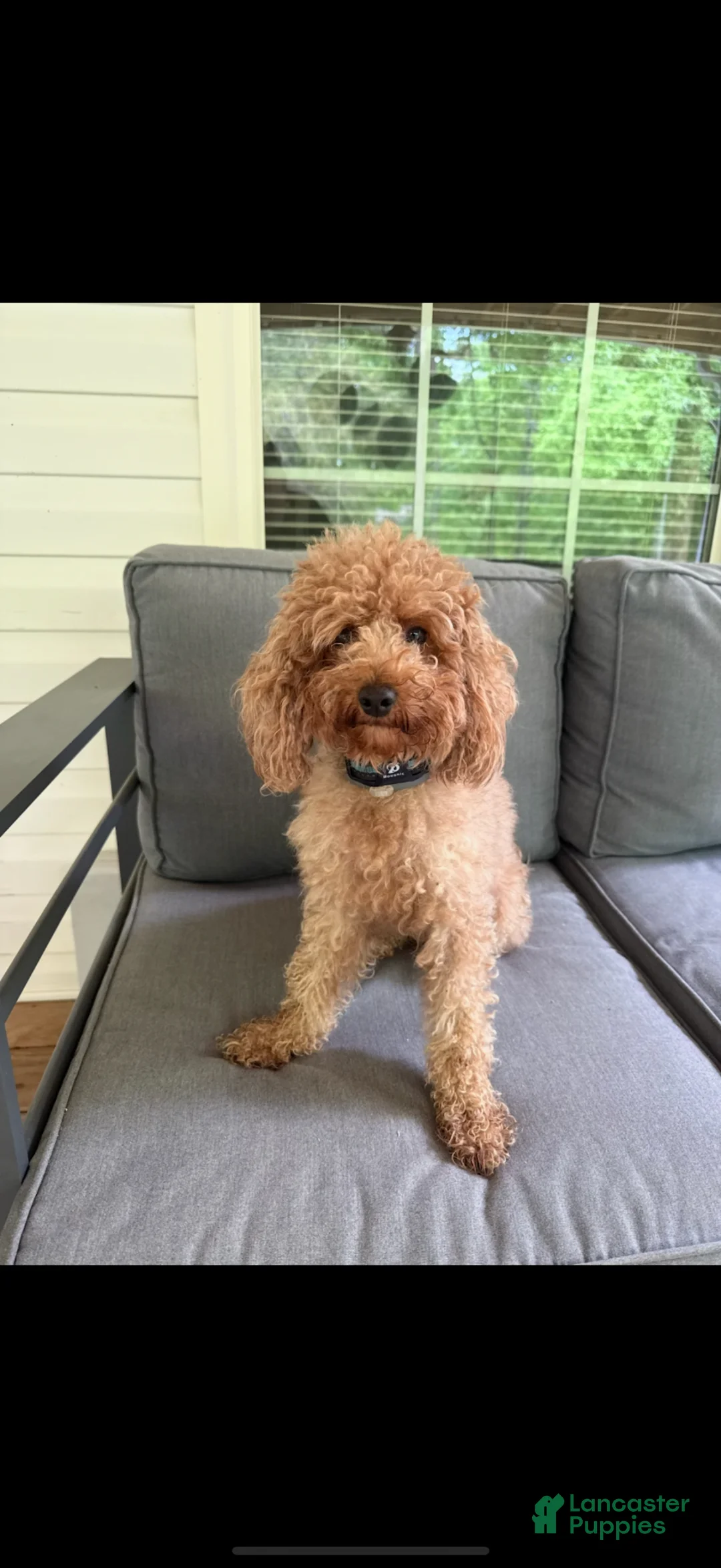 Miniature Poodle dogs for sale: Miniature Poodle Puppy 3 - Ad 2