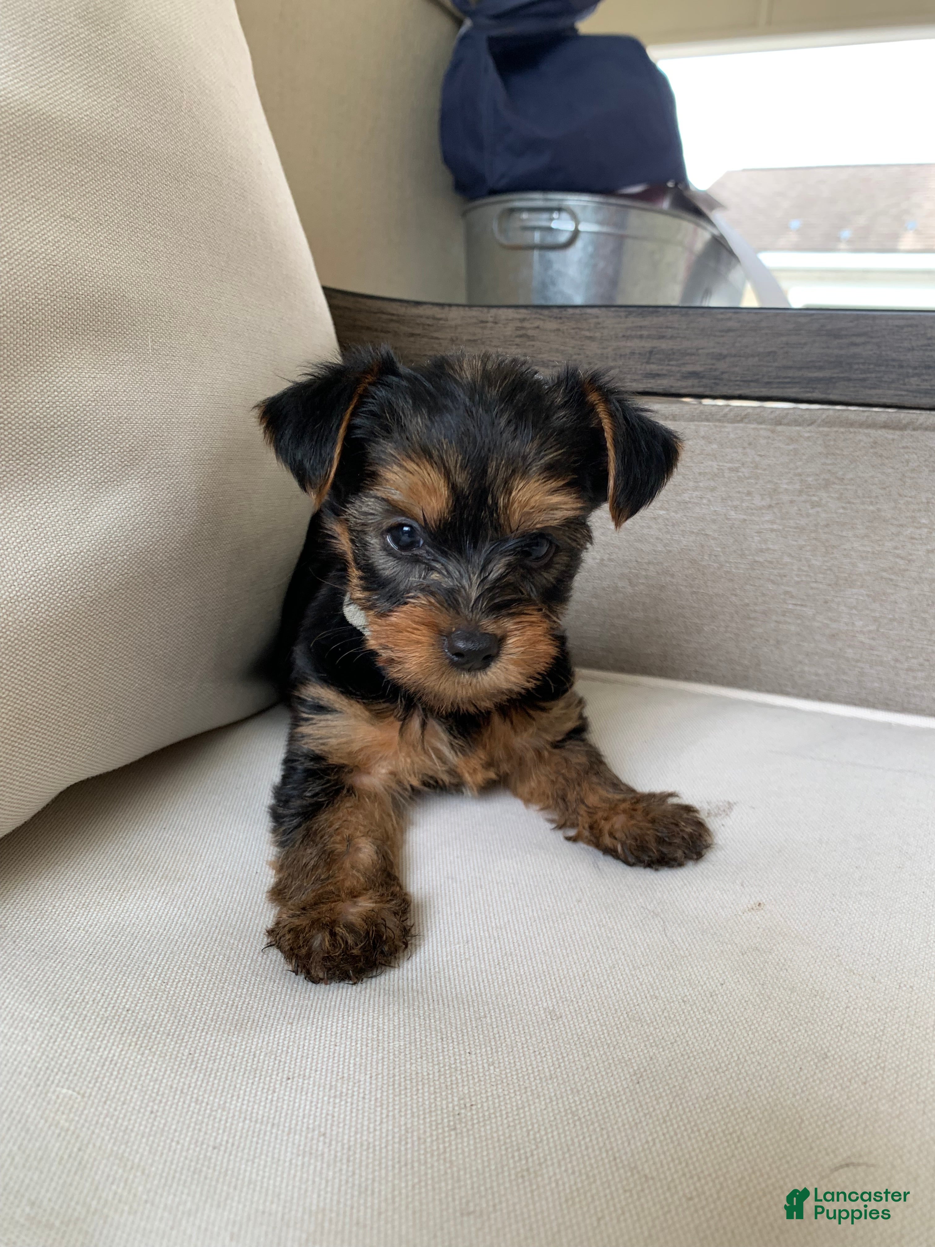 Yorkshire Terrier dogs Milo - Ad 14