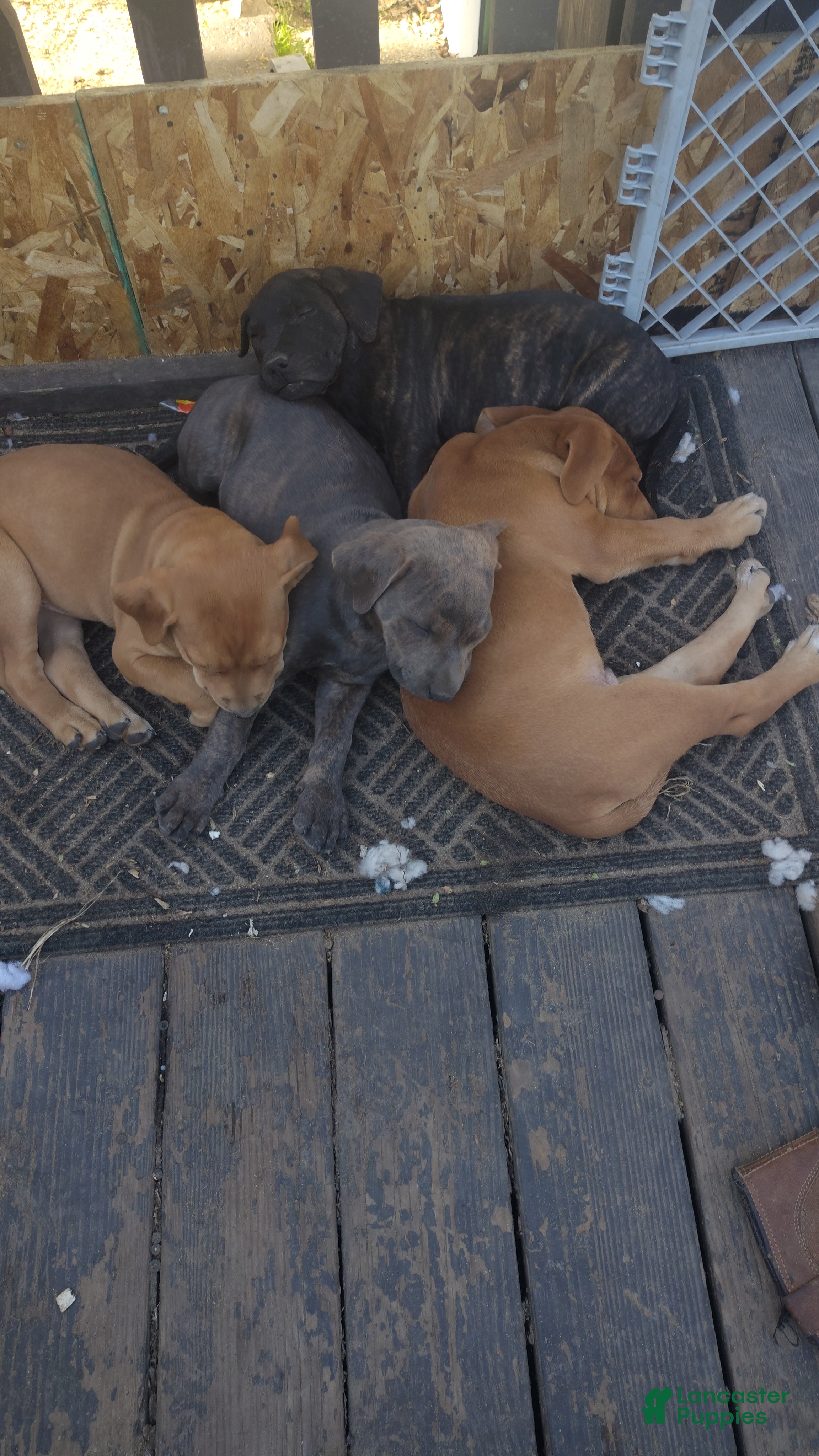 Mixed Breed dogs for sale: Mixed Breed Puppy 4 - Ad 1