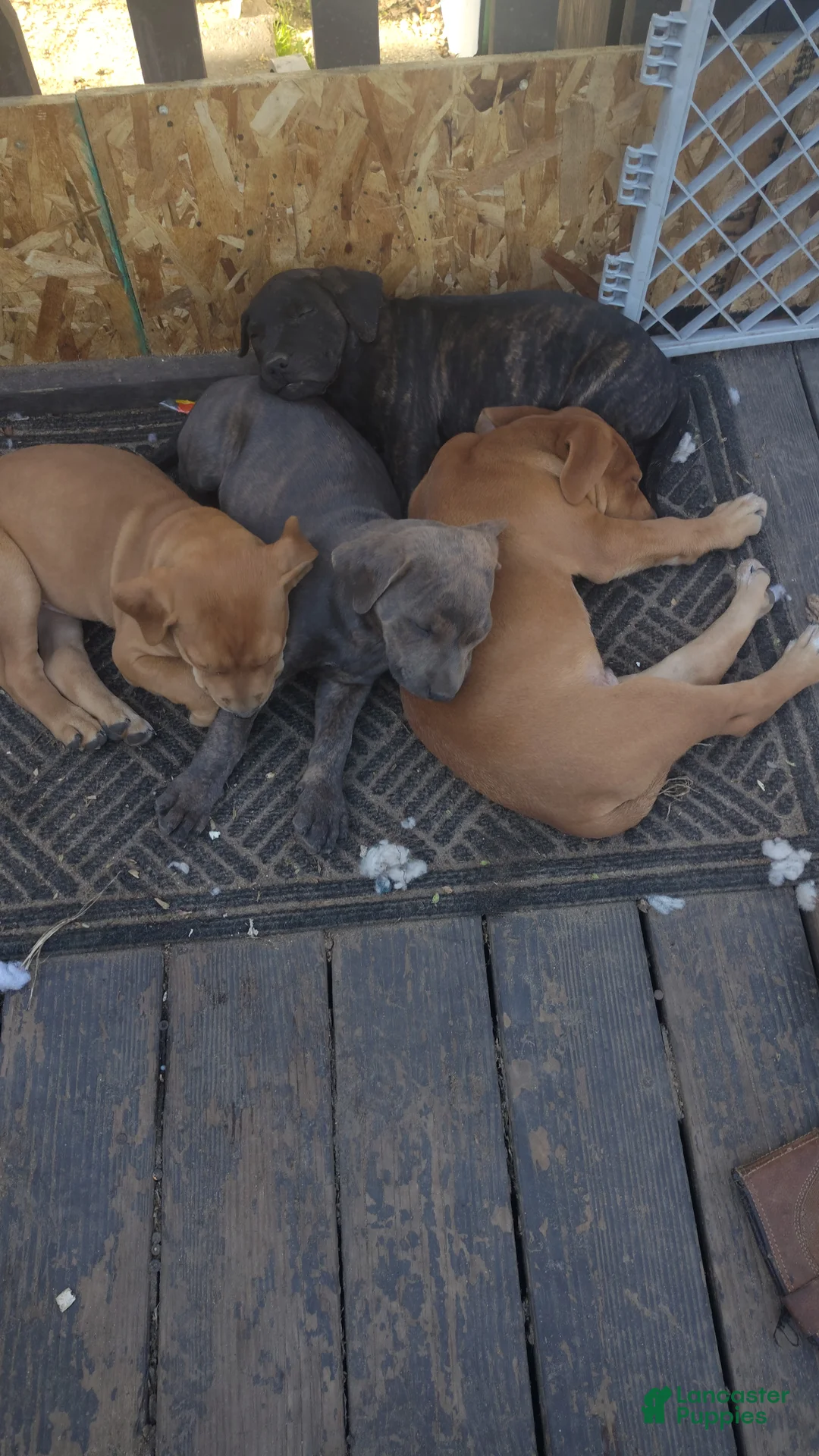 Mixed Breed dogs for sale: Mixed Breed Puppy 4 - Ad 1