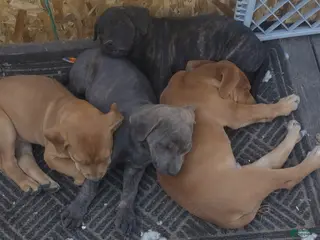 Mixed Breed dogs Mixed Breed Puppy 4 - Ad 27