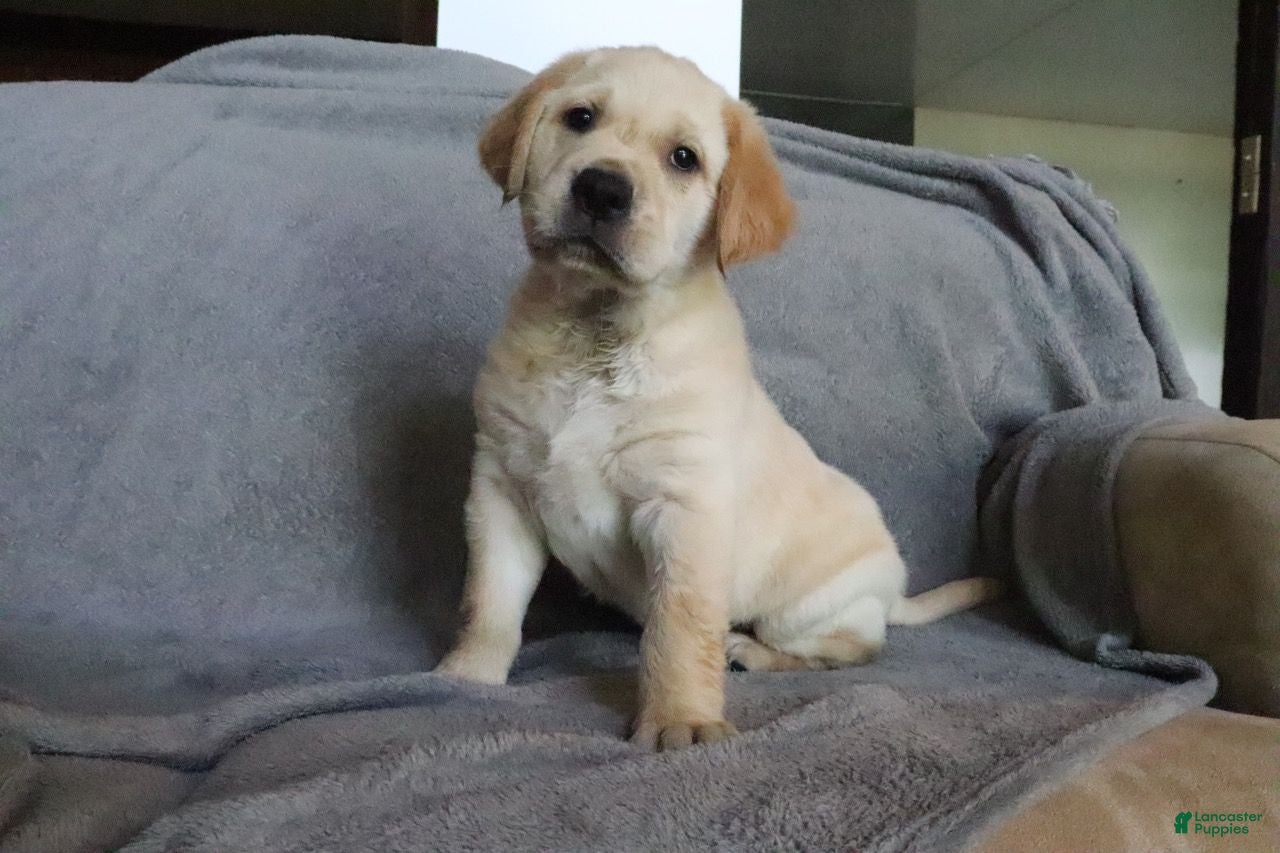 Goldador dogs Simon - Ad 2