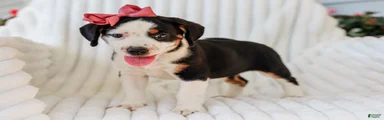 Addy Mixed Breed Pup