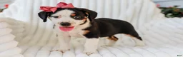Mixed Breed dogs for sale: Addy Mixed Breed Pup - Ad 1