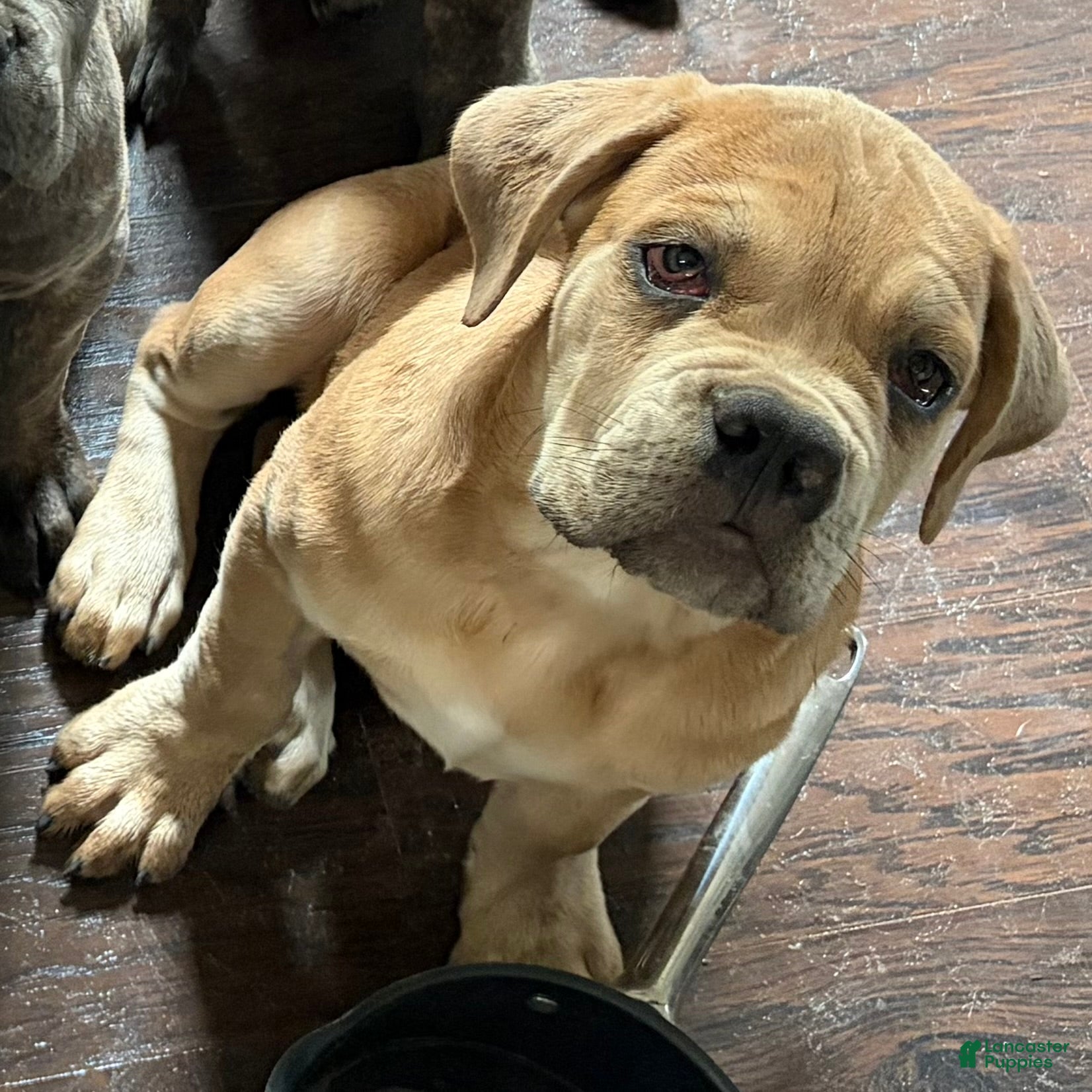 Cane Corso dogs "Tex" - Ad 1