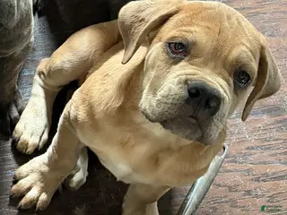 Cane Corso dogs for sale: "Tex" - Ad 2