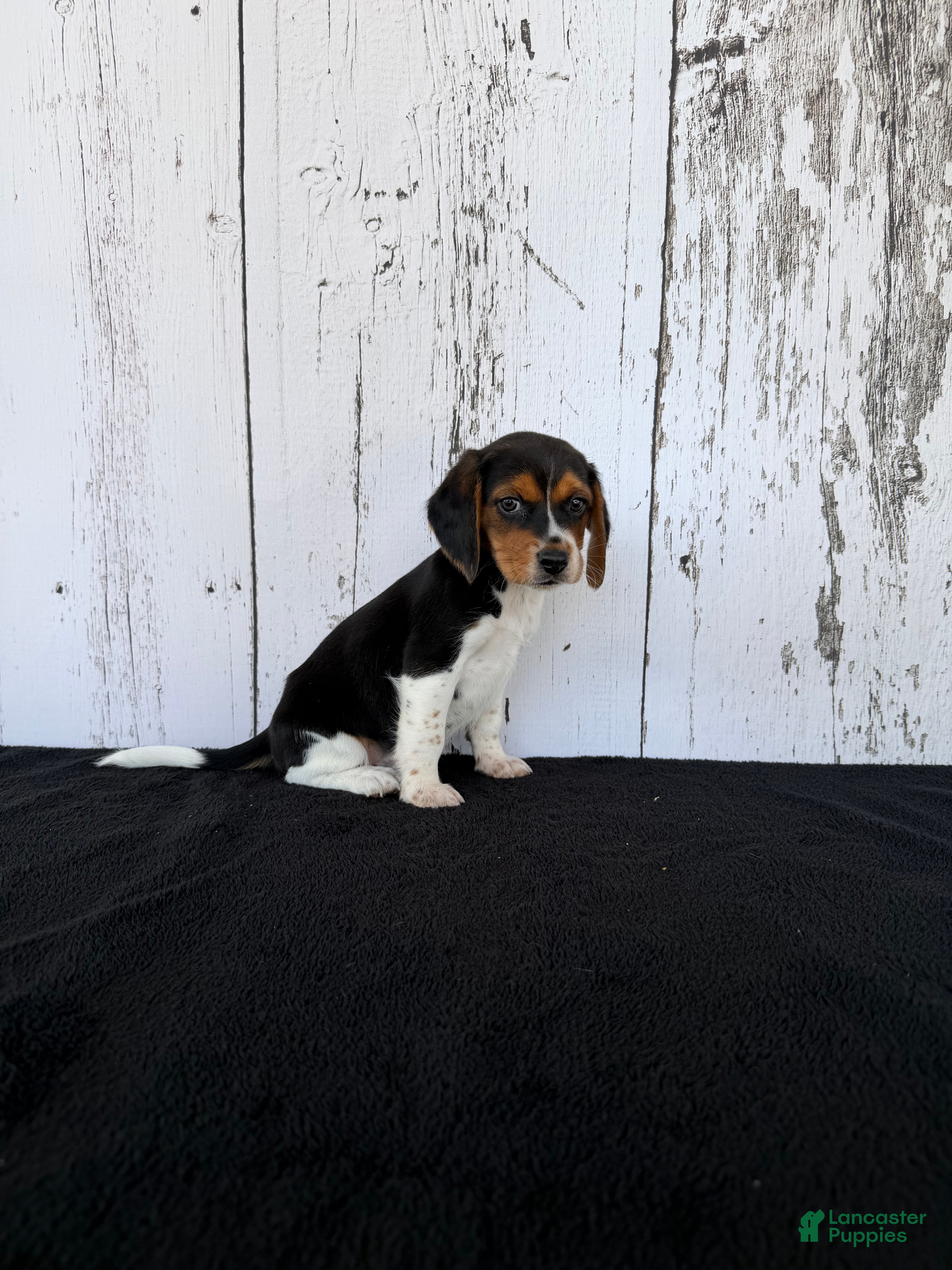 Beagle dogs Rover - Ad 2