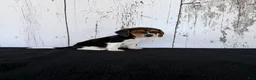 Beagle dogs for sale: Rover - Ad 2