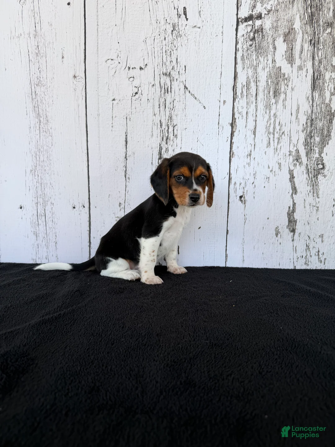 Beagle dogs for sale: Rover - Ad 2