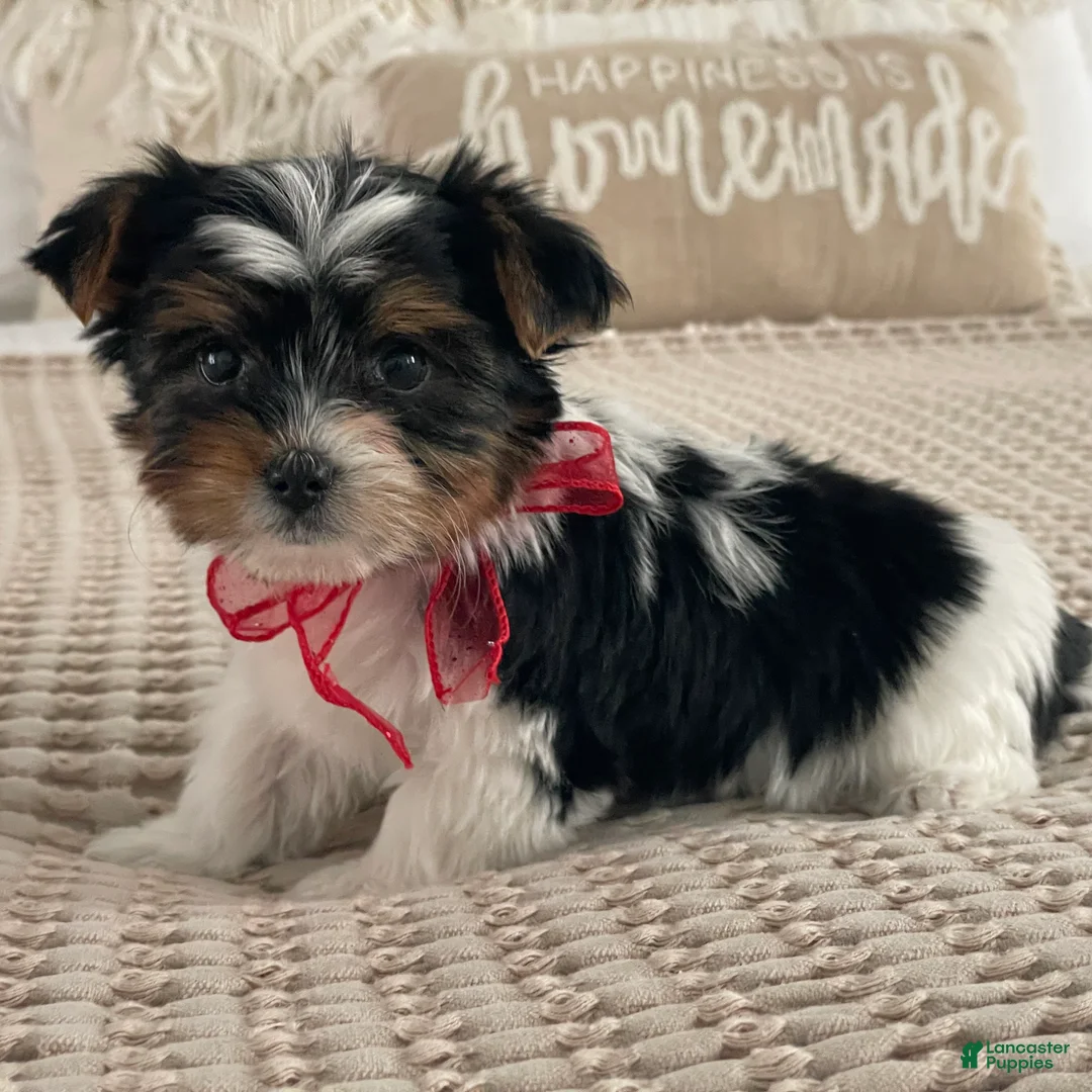 Biewer Terrier dogs for sale: Molly - Ad 5