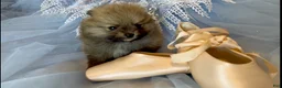 Pomeranian dogs for sale: Tiramisu - Ad 14