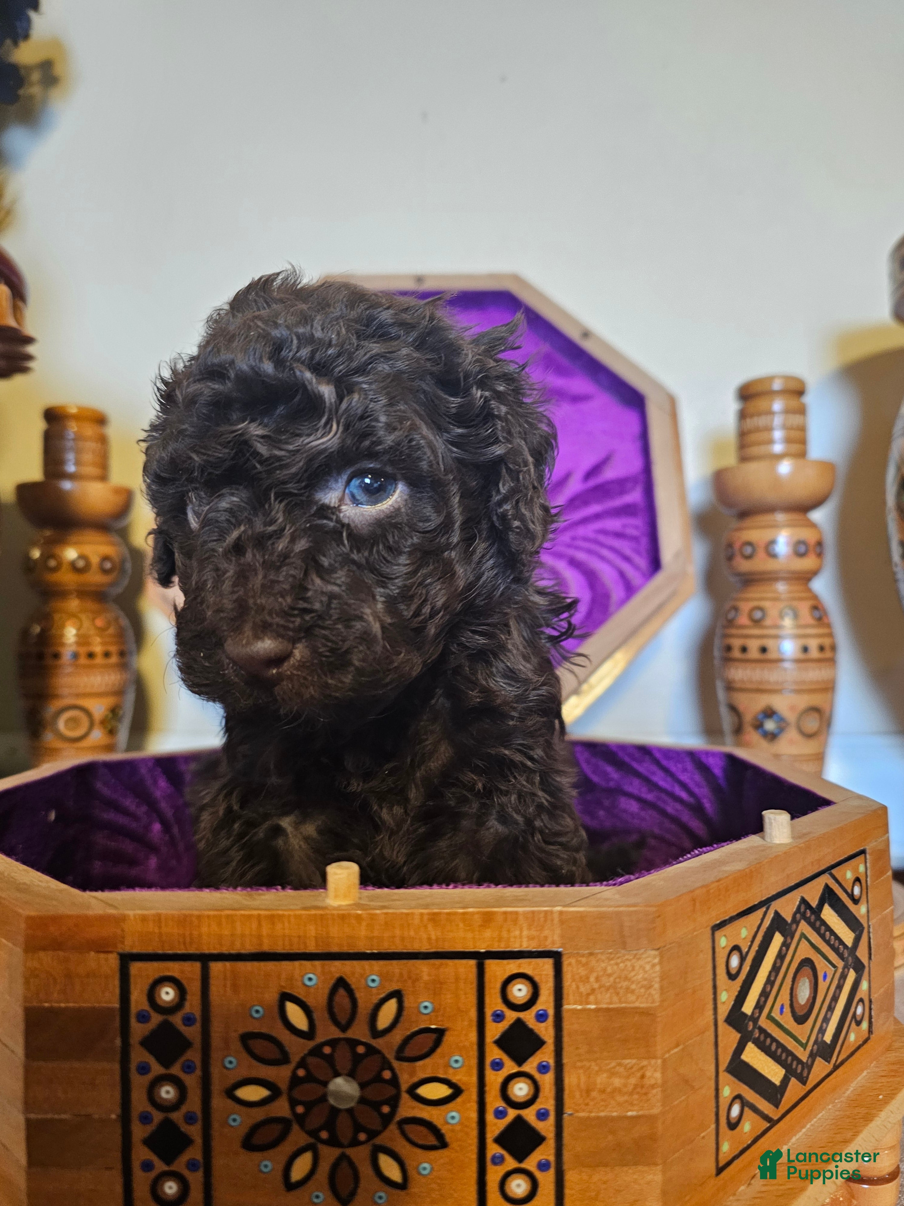 Mini Goldendoodle dogs Cedar - Ad 4