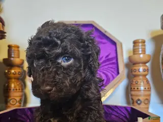 Mini Goldendoodle dogs Cedar - Ad 4