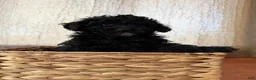 Toy Poodle dogs for sale: Toy Poodle black  - Ad 2