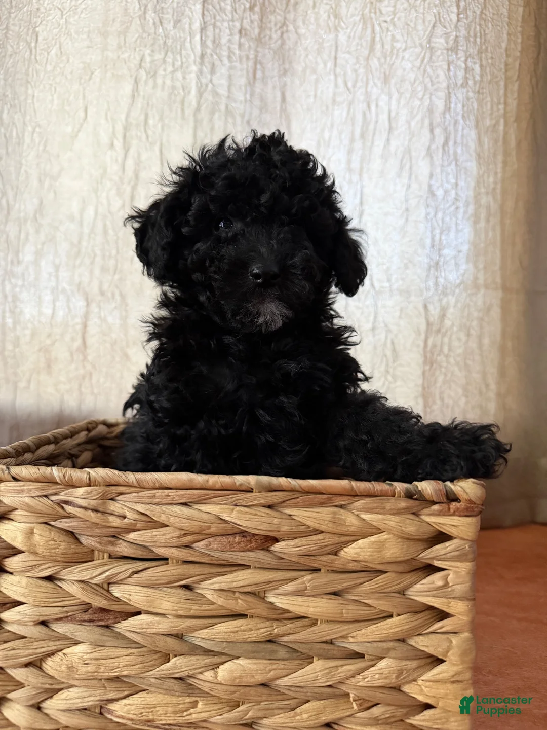 Toy Poodle dogs for sale: Toy Poodle black  - Ad 2