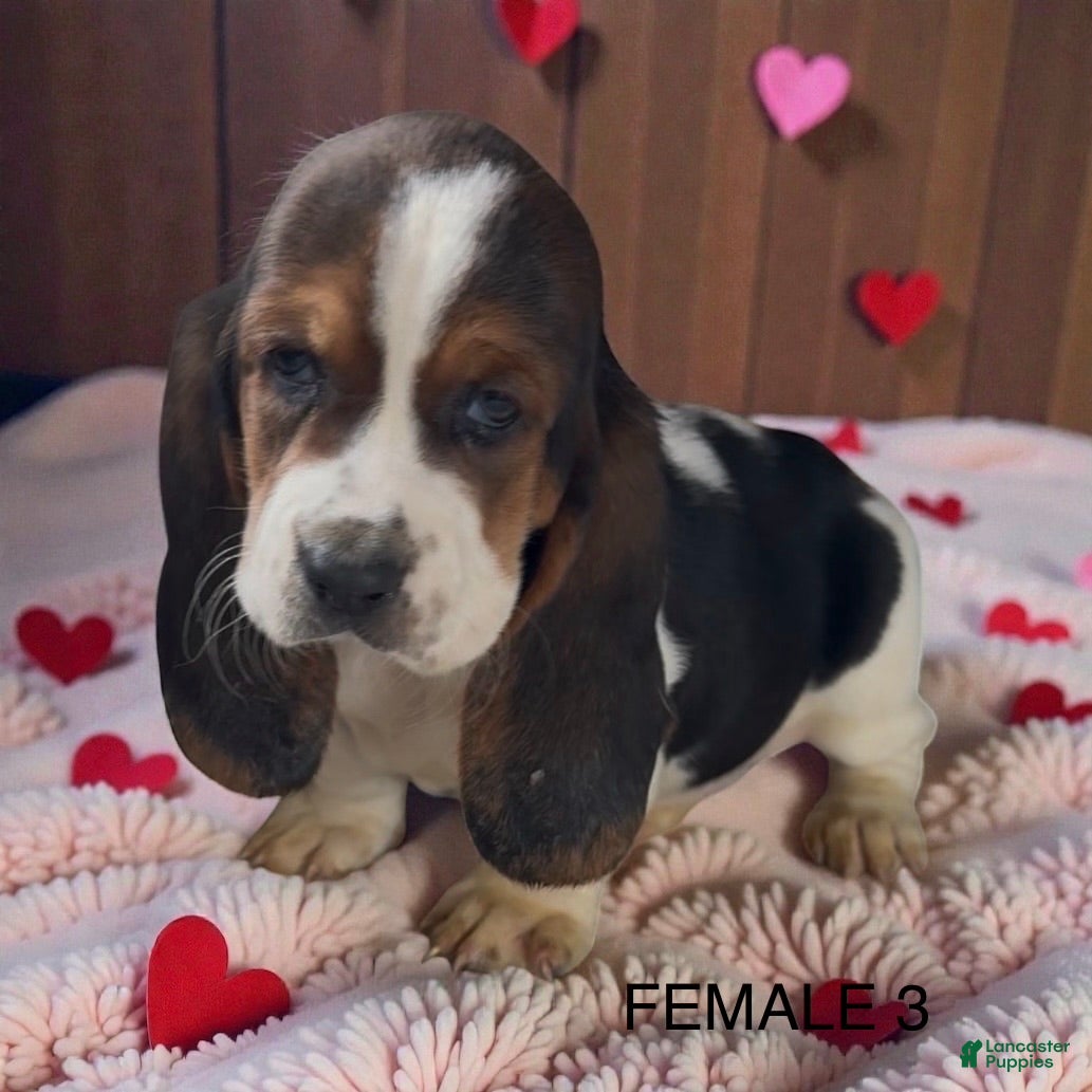 Basset Hound dogs Betty - Ad 13