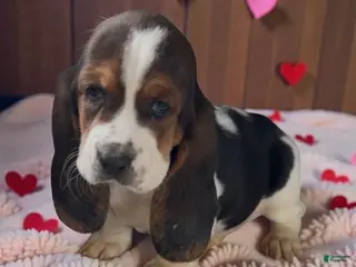 Basset Hound dogs Betty - Ad 13