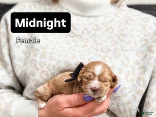 Mixed Breed dogs Midnight - Ad 35
