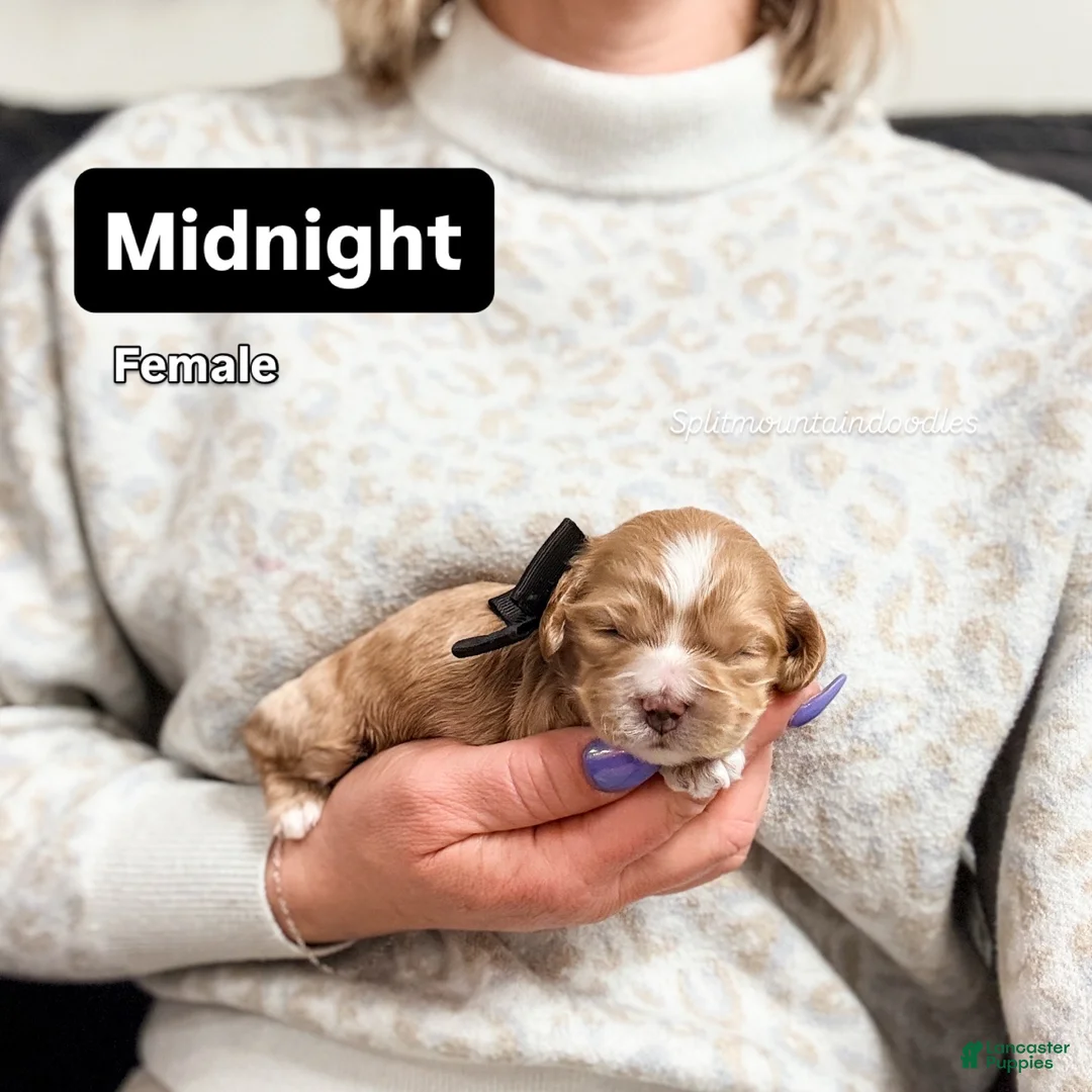 Mixed Breed dogs for sale: Midnight - Ad 2