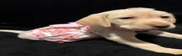 Labrador Retriever dogs for sale: Barbie (pink)  - Ad 3