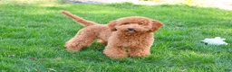 Mini Goldendoodle dogs for sale: Victoria  - Ad 3