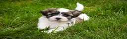 Havanese dogs for sale: Happy - Ad 7
