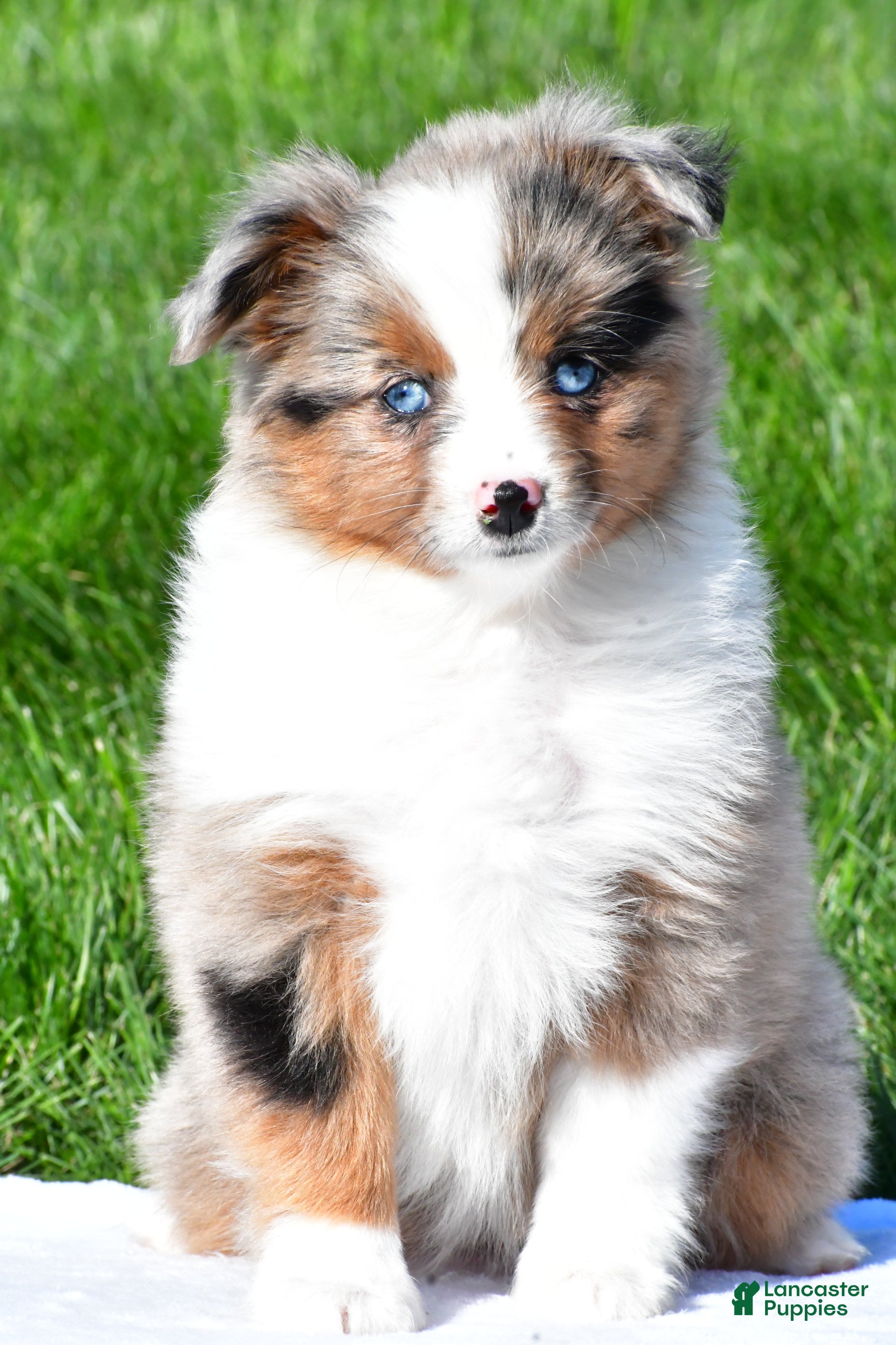 Miniature Australian Shepherd dogs Skye - Ad 2