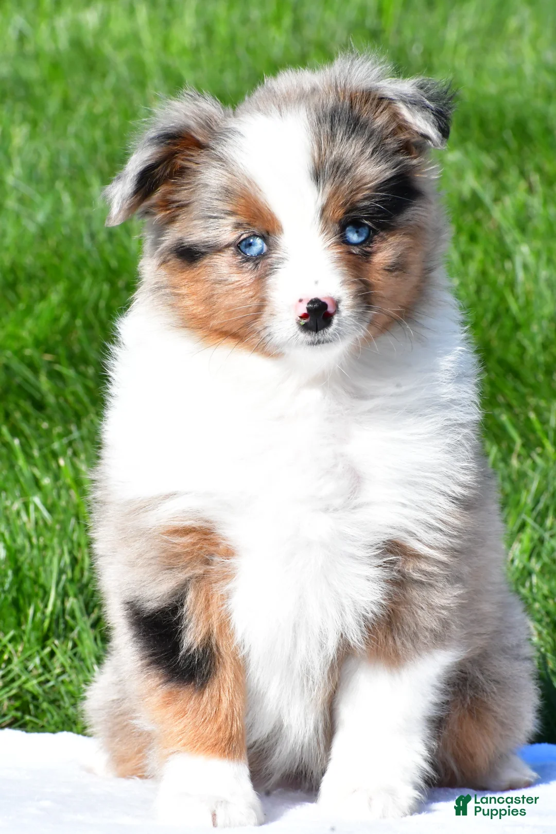 Miniature Australian Shepherd dogs for sale: Skye - Ad 2