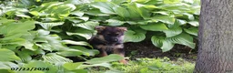 German Shepherd dogs for sale: Bob - Ad 2