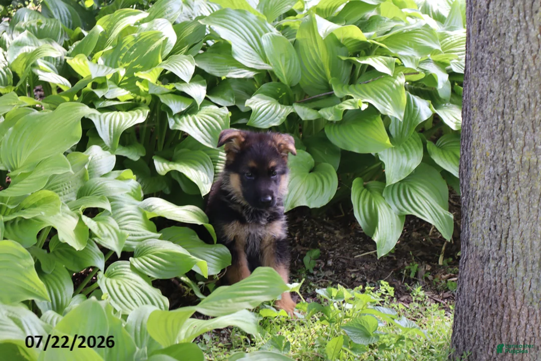 German Shepherd dogs for sale: Bob - Ad 2