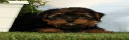 Yorkshire Terrier dogs for sale: Lily - Ad 4