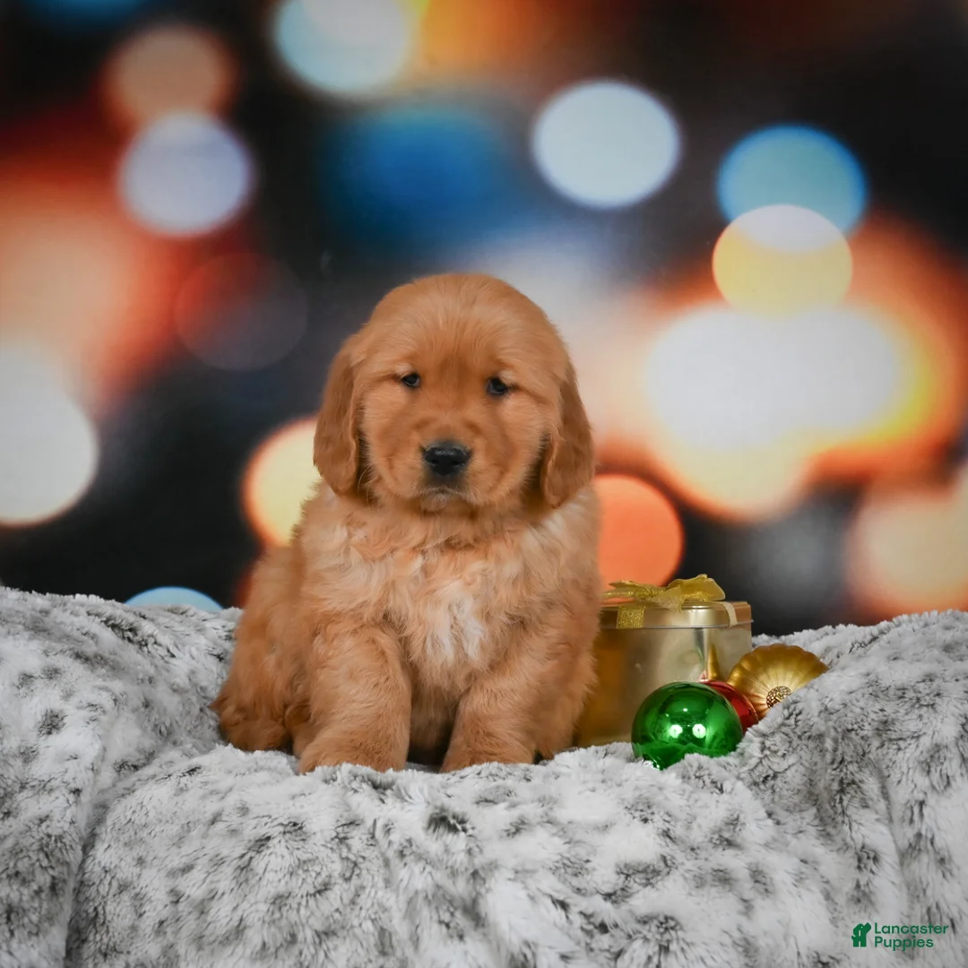 Golden Retriever dogs for sale: Mia - Ad 7