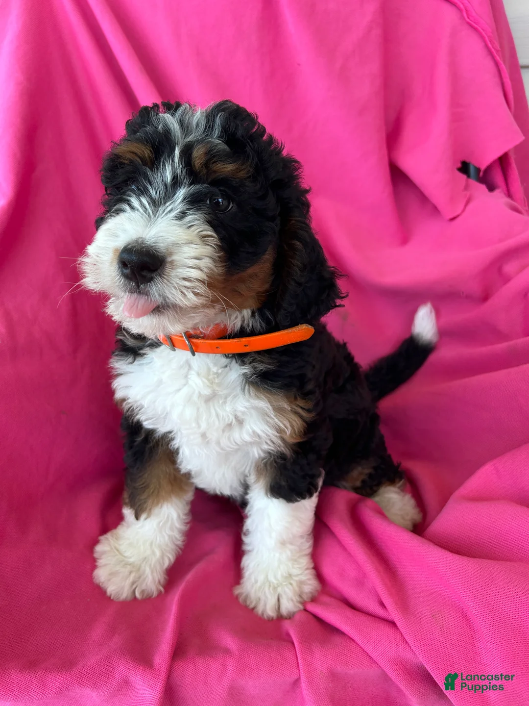 Mini Bernedoodle dogs for sale: OAKLEY - Ad 11