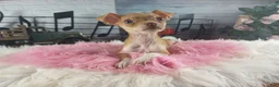 Chihuahua dogs for sale: Teacup female Chihuahua.  Hand Delivery  - Ad 3