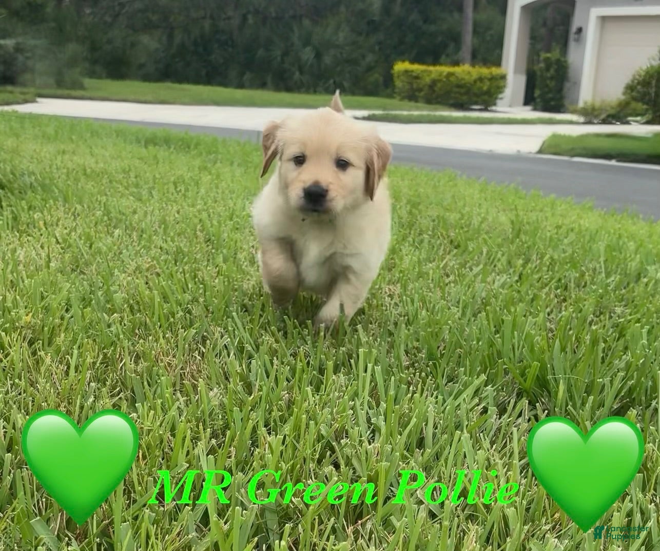 Golden Retriever dogs Golden Retriever light green  - Ad 12