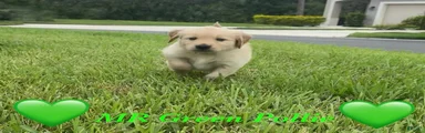 Golden Retriever light green 
