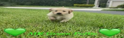 Golden Retriever dogs for sale: Golden Retriever light green  - Ad 1
