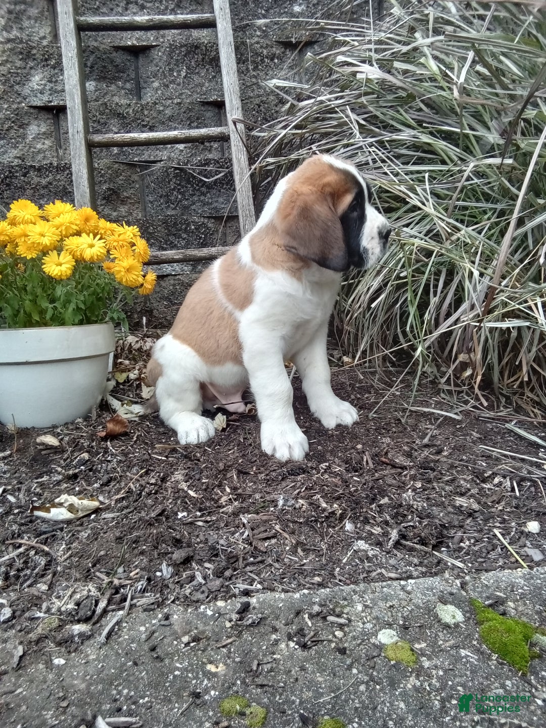 Saint Bernard dogs for sale: Duke - Ad 2